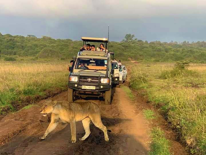 hays travel kenya safari